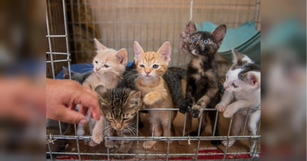 «Ф-підтримці» — 1 рік і 1 млн гривень донатів для врятованих тварин - INFBusiness