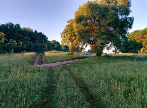 Український Арлінгтон: знайшли десятки ділянок під меморіал, але всі вони йдуть під забудови - INFBusiness