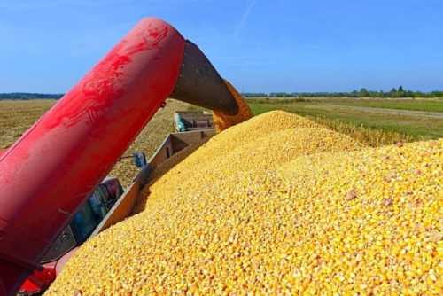 Українська кукурудза користується стабільним попитом з боку Китаю - INFBusiness