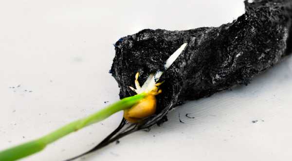 У Швеції розробили ґрунт, який на 50% прискорює розвиток посівів зернових - INFBusiness