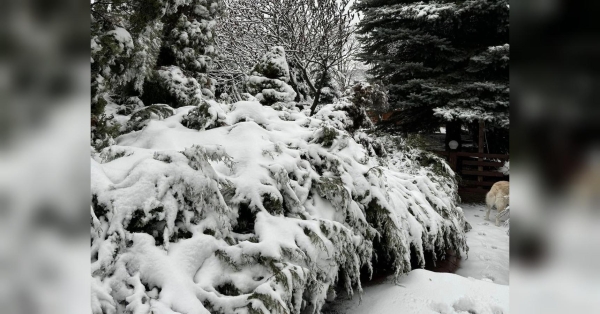 Відлига та тепла погода: антициклон Fiona буде панувати аж до Різдва - INFBusiness