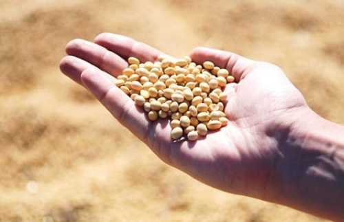 Високий попит на соєвий шрот став стимулом для переробної промисловості - INFBusiness