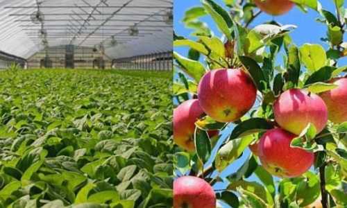 На розвиток садів і теплиць держава виплатила понад 605 млн грн - INFBusiness