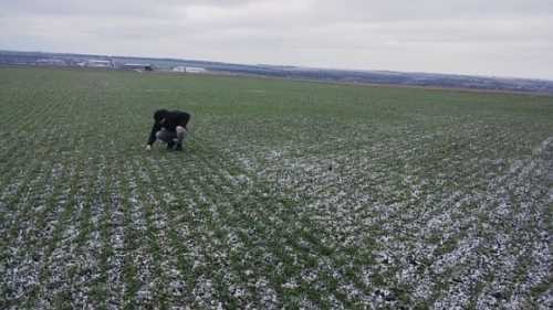 Пшениця на Кіровоградщині – збиткова культура - INFBusiness