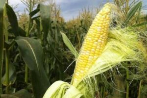 Польські виробники кукурудзи отримають від Єврокомісії €230 млн