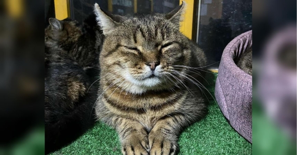 «Від вибухів не витримало серце»: зооволонтери розповіли трагічну історію кота, який не пережив російської атаки - INFBusiness