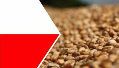 Польща та Україна розпочнуть переговори щодо експортних ліцензій - INFBusiness