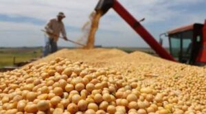 Експорт сої з України в 2023/24 МР зрос на 33%