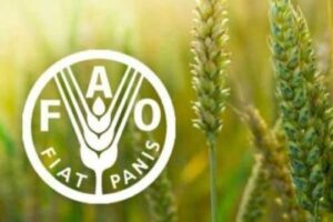 ФАО оголошує тендер на закупівлю насіння ярої пшенці