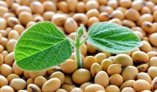 Експорт сої може досягти нового максимуму - INFBusiness