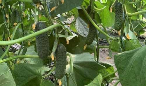 В Україні знову дорожчають тепличні огірки - INFBusiness