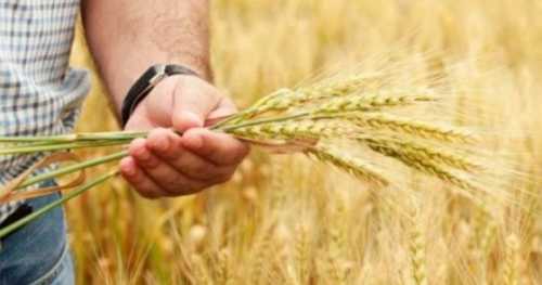 Державні програми підтримки аграріїв будуть діяти і цьому році, – Тарас Висоцький - INFBusiness