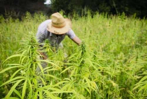 Мінагрополітики готує електронний реєстр виробників технічної коноплі - INFBusiness