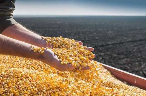 USDA підвищив прогноз експорту кукурудзи для України - INFBusiness