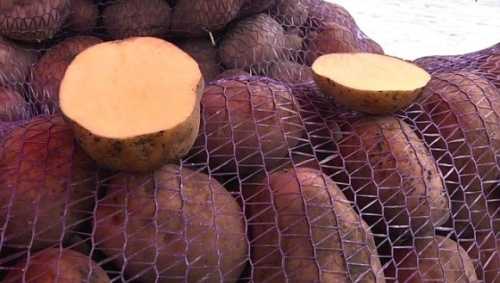 На Волині ростуть ціни на картоплю - INFBusiness