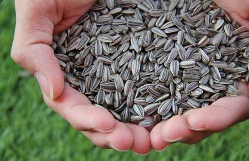 Автоматичне ліцензування: Кабмін спростив експорт соняшнику до Болгарії - INFBusiness