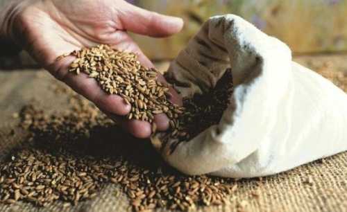 На ринку зернових ціни стабільно знижуються - INFBusiness