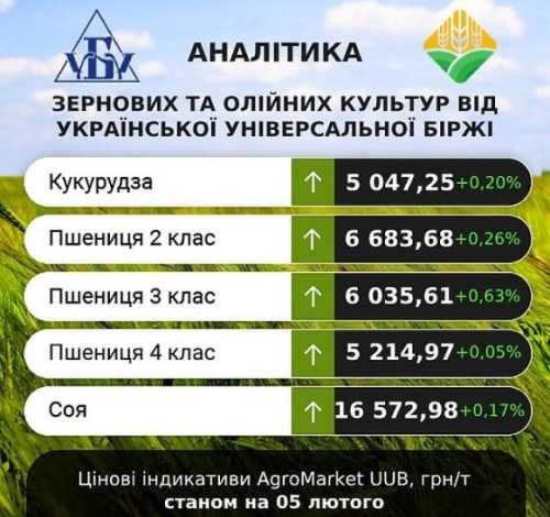 На ринку соняшника можливе спекулятивне зростання цін, – аналітики - INFBusiness