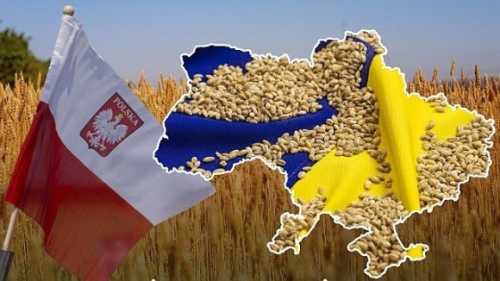 Чому Польща вирішила посилити контроль за українською агропродукцією - INFBusiness