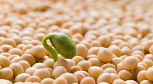 Аналітики прогнозують тривале падіння цін на сою - INFBusiness