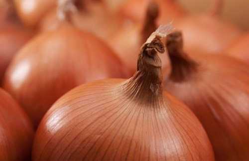 Ціни на цибулю знижуються як в Україні, так і в ЄС - INFBusiness