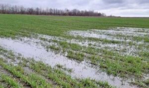 Близько 300 тис. га озимини потрібно буде пересіяти, – прогноз