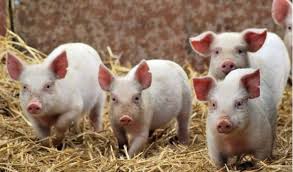 На Кіровоградщині від африканської чуми свиней гинуть тварини - INFBusiness