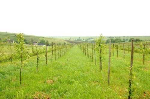 Гранти на садівництво: уряд розширив умови отримання - INFBusiness