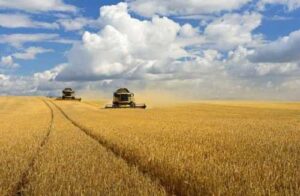 Підтримка для кожного: BASF продовжує дію вексельної програми під 1% на купівлю засобів захисту рослин та насіння