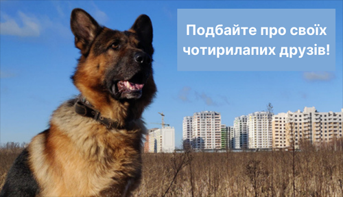 Де у Кропивницькому можна вакцинувати домашніх тварин від сказу - INFBusiness