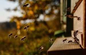 В Мінагрополітики розповіли пасічникам, що робити у випадку отруєння бджіл