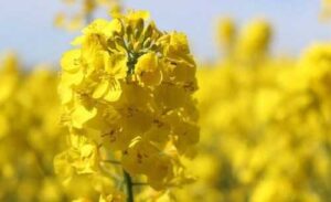 Ціни на ріпак знижуються: трейдери очікують на новий врожай
