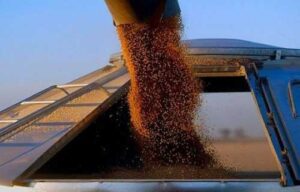 До початку літа Україна зможе експортувати всі залишки зерна, – УЗА