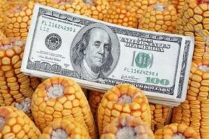 Китайські трейдери відмовились від української кукурудзи