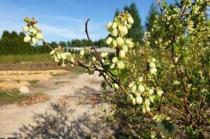 Лохина в Польщі зацвіла на місяць раніше, ніж зазвичай