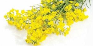 Аналітики прогнозують вдалий сезон для ріпаку