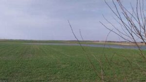 Посівна на Волині: лебеді на полях та брак кадрів