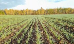 Погодні умови у квітні сприяли розвитку озимих та ранніх посівів ярих культур, – Укргідрометеоцентр