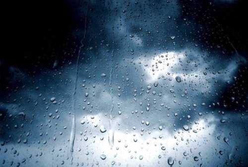 Прохолодна і дощова погода не завдала шкоди сходам ранніх зернових, – НААН - INFBusiness