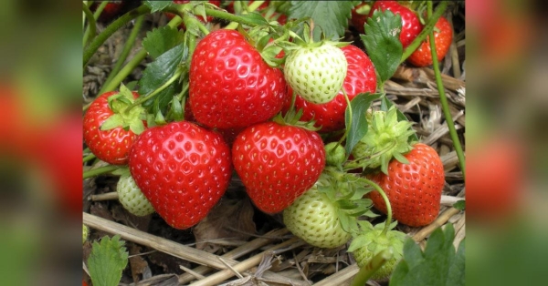 На полуниці чорніють квітки: 4 поради, що слід робити городникам для порятунку ягоди - INFBusiness