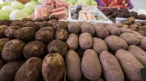 Виробники змушені знижувати ціни на картоплю