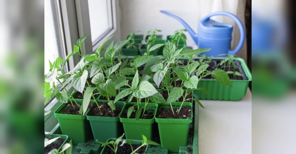 Дайте це підживлення розсаді, і не знатимете, що робити з рясним урожаєм томатів, огірків та перців (відео) - INFBusiness