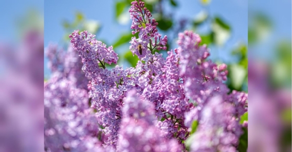 Антициклон дозволить українцям насолоджуватись погодою весь тиждень, але на Великдень дощитиме - INFBusiness