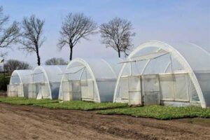 «Поділля Овочі» за два роки відкрили 42 теплиці