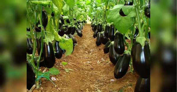 Примхливий баклажан: коли висаджувати розсаду в ґрунт і як її до цього підготувати - INFBusiness