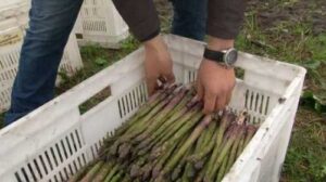 На Черкащині збирають спаржу
