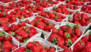 Дефіциту полуниці немає: ціни втричі нижчі, ніж минулого року