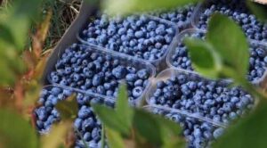 Експорт лохини: новий рекорд України