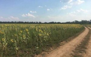 На Донеччині державі повернули 106 га сільгоспугідь вартістю 153 млн грн