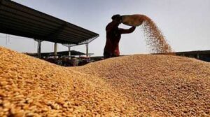 В Україні зростає експортний попит та закупівельні ціни на пшеницю